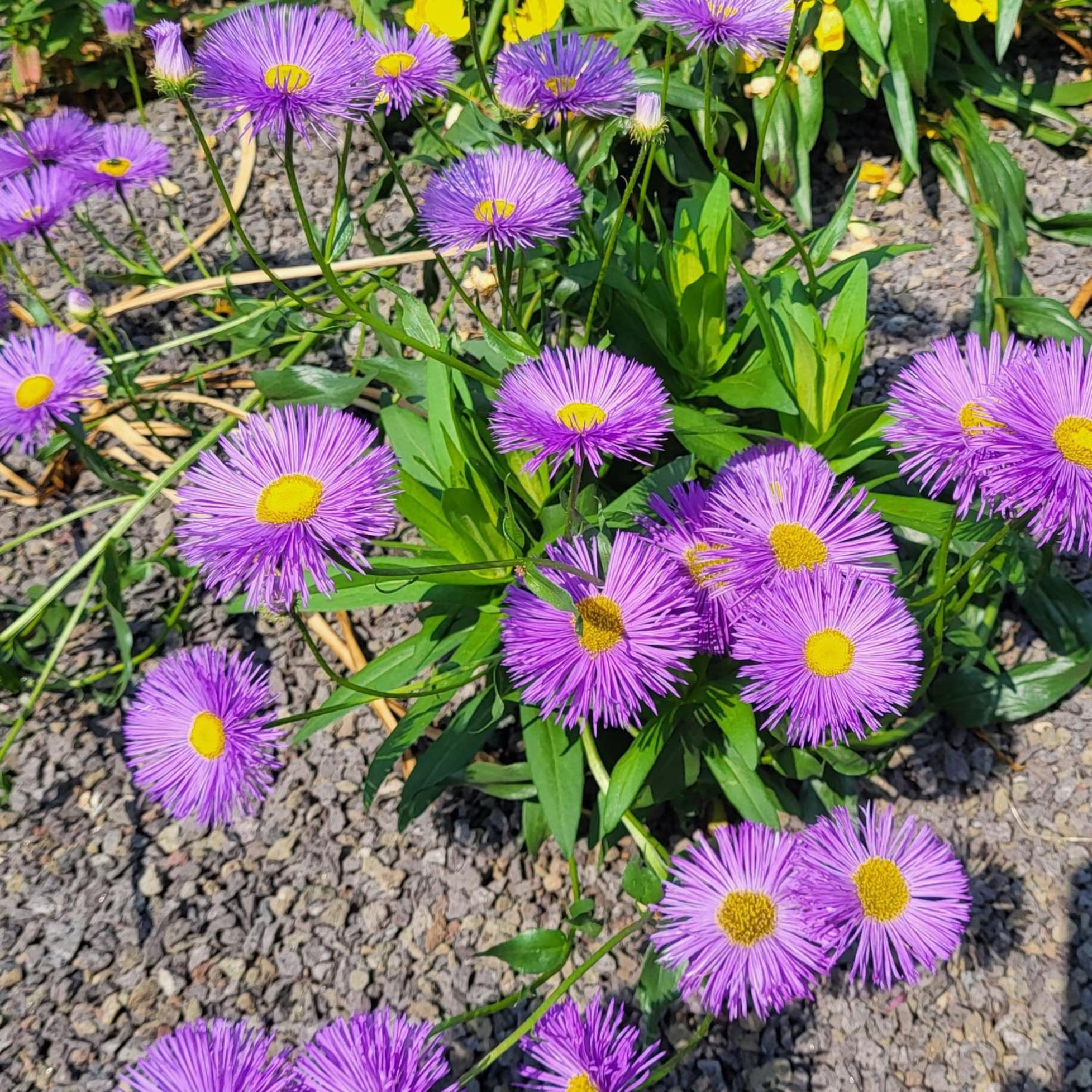Komfort Ferienwohnungen Mit Wellness-Garten - Gaestehaus Am Bachlauf - Losheim Am See ห้อง รูปภาพ